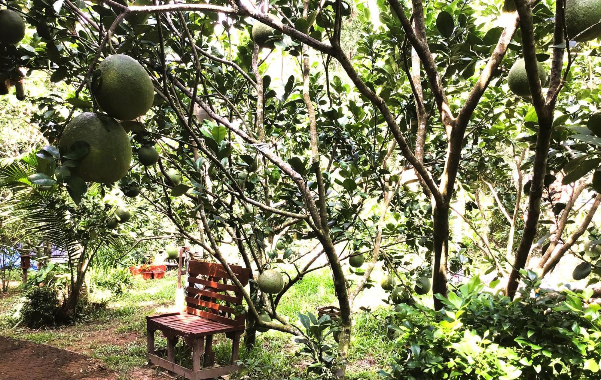 Ben Tre Farm Stay Extérieur photo
