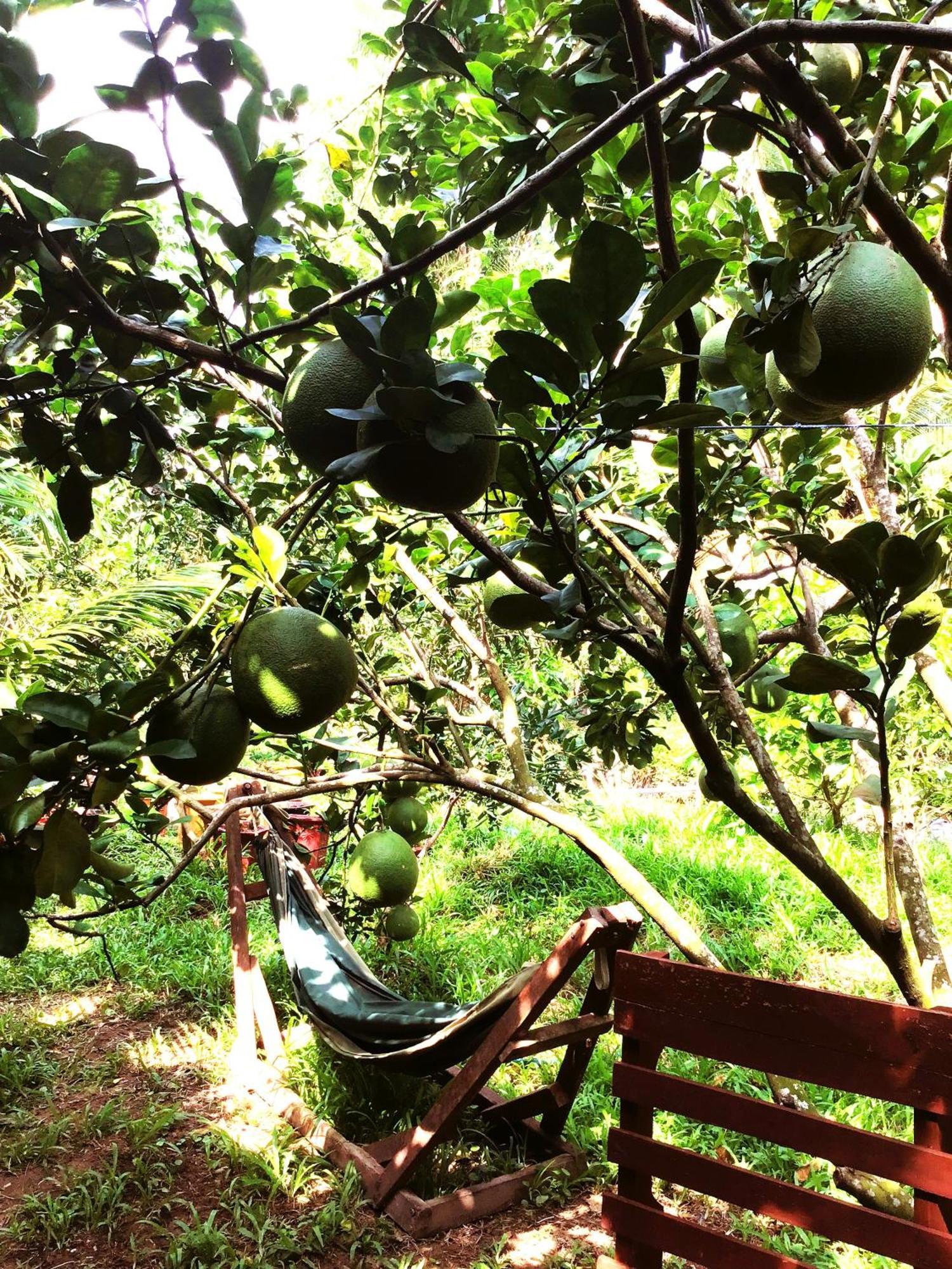 Ben Tre Farm Stay Extérieur photo