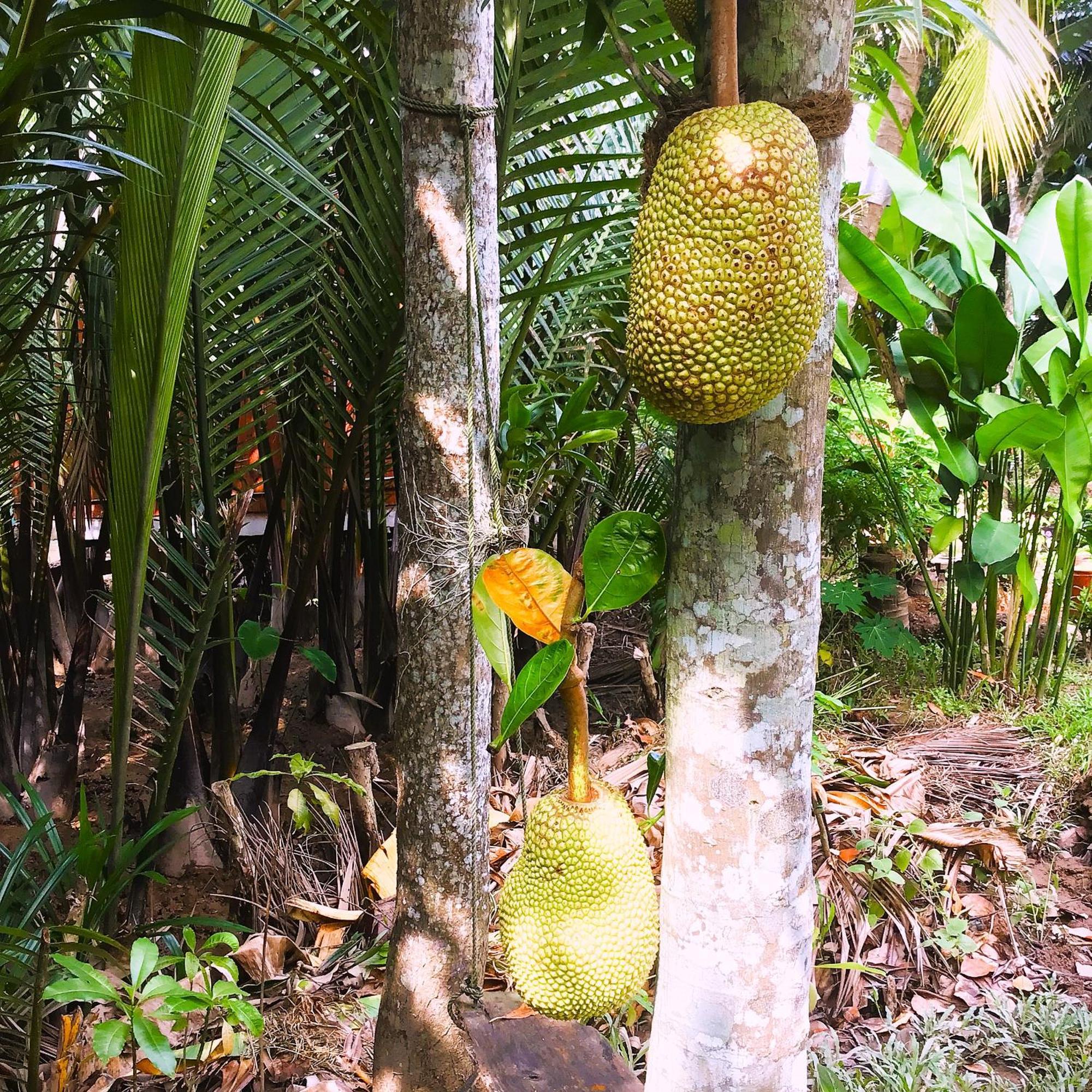 Ben Tre Farm Stay Extérieur photo
